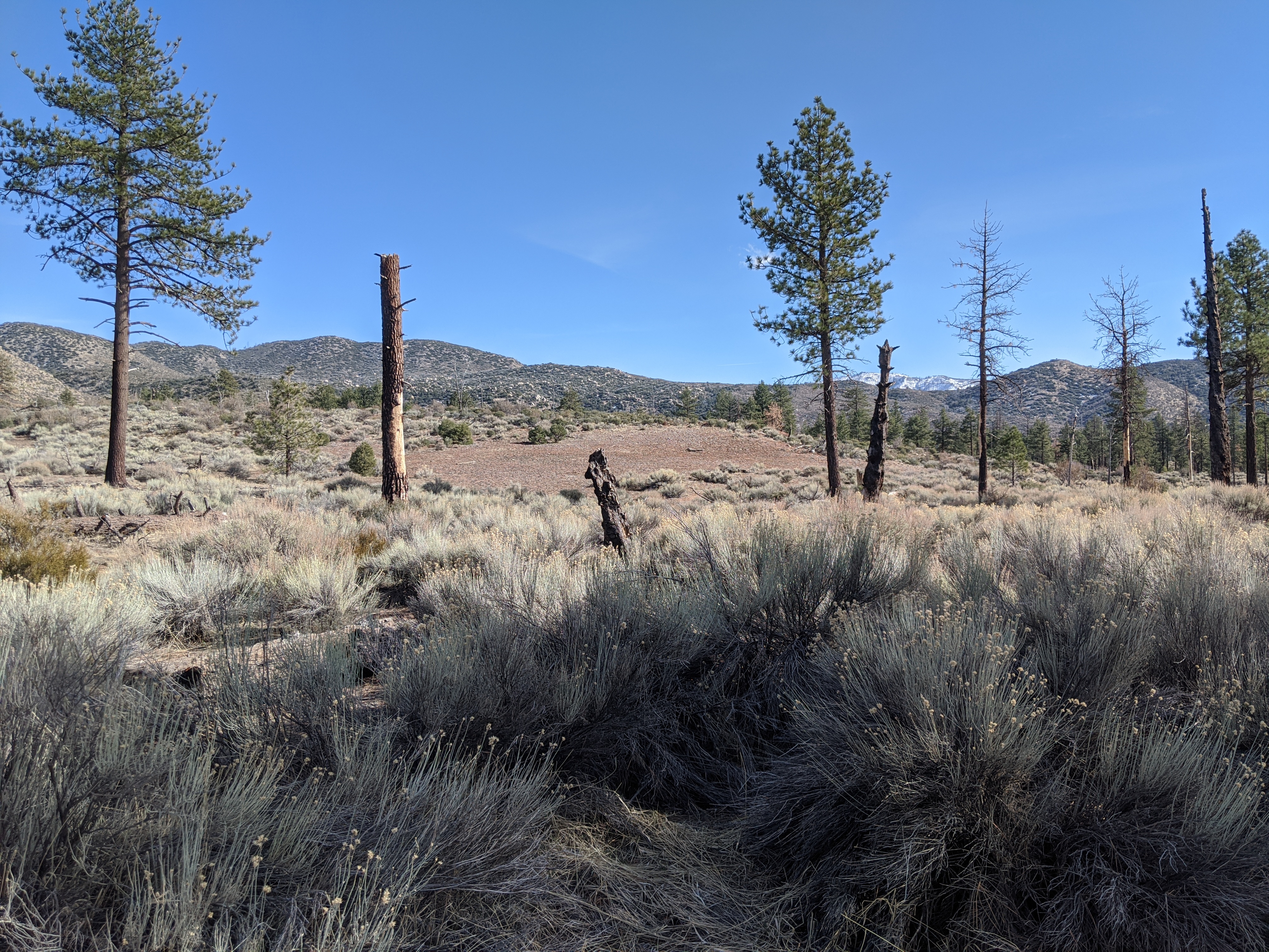 A dry forest